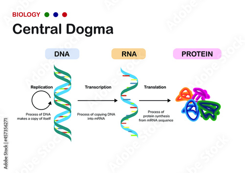 Biology diagram show concept of Central Dogma for RNA transcription and protein translation in cell