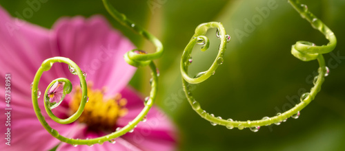flower and dew drops - macro photo