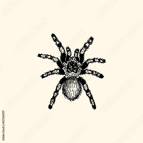 Tarantula spider retro vintage illustration