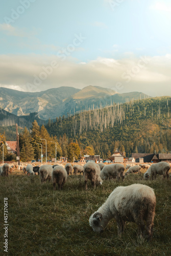 Sheep in mountains 