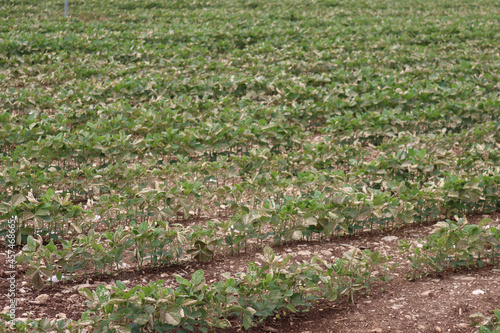 Soybean field damaged by herbicide on springtime in the italian countryside