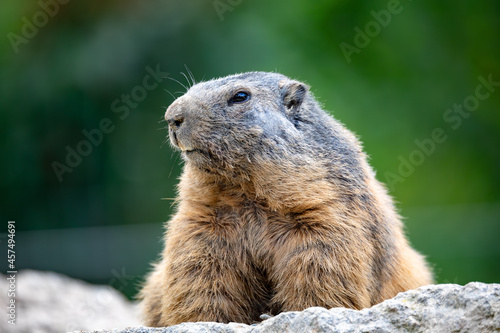 Alpine marmot (Marmota marmota), close up portrait, European wildlife
