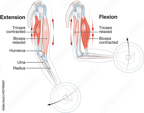 Biceps and triceps muscles. Extension and Flexion