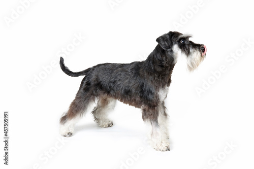 miniature schnauzer standing in profile licking its lips 