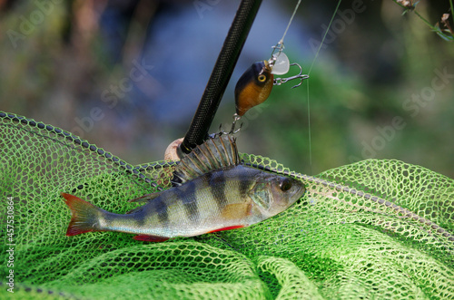 European perch, fish tank and spinning rod. 