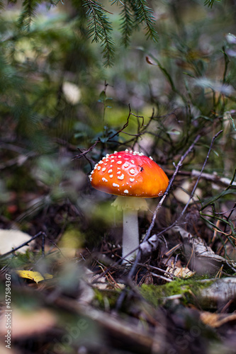Fly agaric (Amanita Muscaria) mushroom in the forest. Red cap mushroom close up.