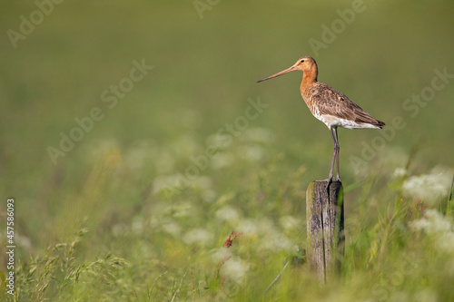 A black-tailed godwit (Limosa limosa) perched on a pole protecting its territory.