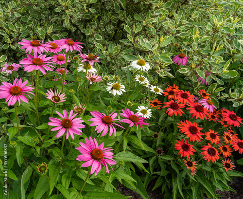 Różnokolorowe kwiaty w ogrodzie