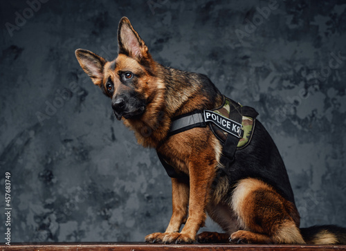 Loyal police german shepherd with police uniform