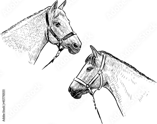 Sketches of heads white purebred harnessed horses
