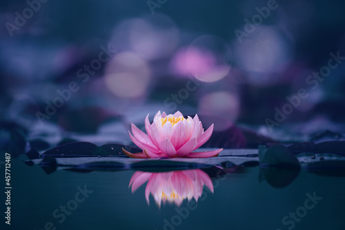 Pink lotus flower on blue background 