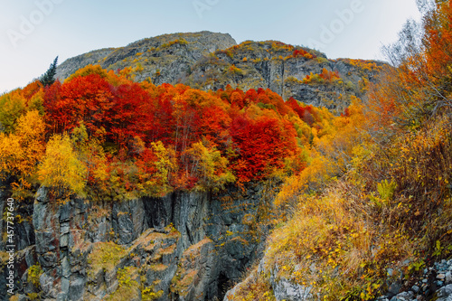 Bright autumnal trees with colorful leaves on rocky mountain