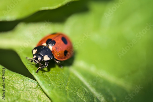 Beautiful bright closeup view of ladybug (Coccinellidae) crawling on spring light green leaves near Sandymount Beach, Dublin, Ireland. Soft and selective focus. Flora and fauna macro
