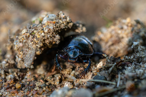 Close up of a black beetle