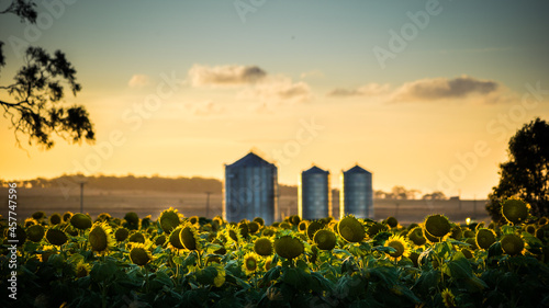 Field of Sunflowers with silos at sunset