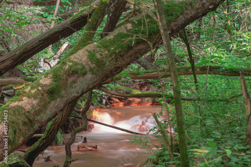 Spieniony, mały strumień płynący przez dziki las.