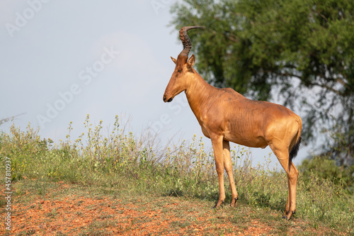 Hartebeest, Alcelaphus lelwel