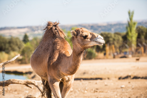 portrait of a dromedary or arabian camel, Camelus dromedarius, taking a look around