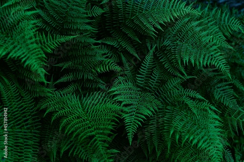 Perfect natural fern leaves in a dark and moody feel. Horizontal background pattern, great for decorations.