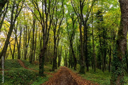 Chemin au début de l'automne dans la forêt