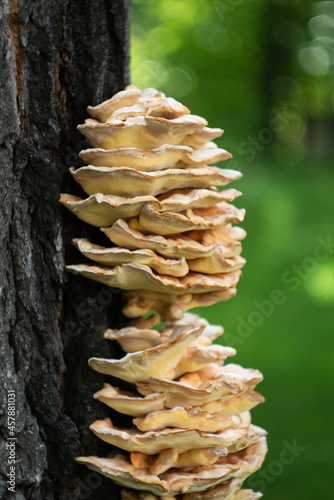 parasite mushrooms on a tree trunk close-up in the forest. inedible mushrooms