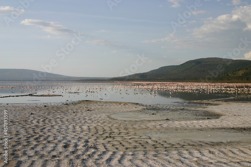 Flamingos at Lake Nakuru, Kenya