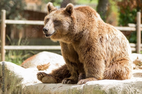 oso pardo sentado