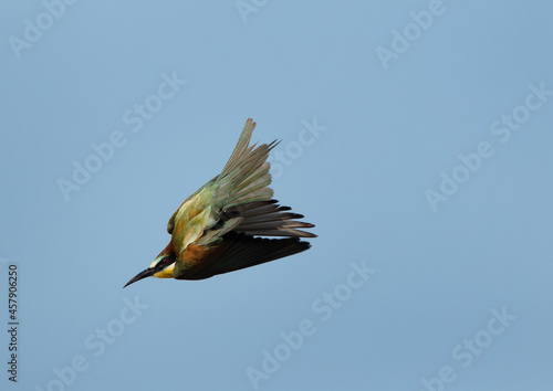 European bee-eater in flight, Bahrain