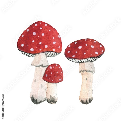 Set of 3 fly agaric or amanita muscaria mushrooms. Hand drawn watercolor illustration.