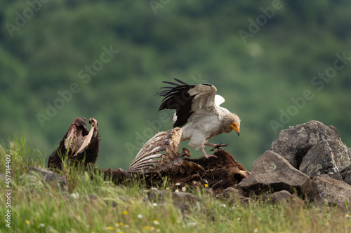 Egyptian vulture near the carcass. White scavenger vulture in Rhodope mountains. Bulgaria spring wildlife.