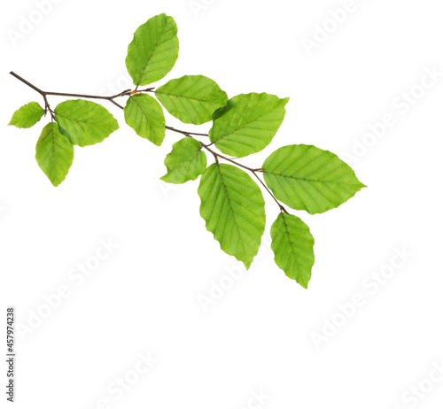 Beech branch with fresh green leaves isolated on white background.