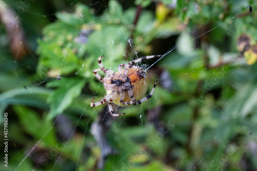 Close-up of a huge Araneus spider on a web. hundreds of threads are visible from its spider glands, macro