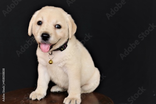 Lab puppy , Labrador puppy Isolated on black background 