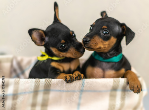 pygmy pinscher puppies