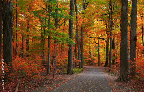 Bright autumn trees by scenic walking trail in Michigan state park