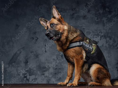 Police german shepherd dressed in police uniform