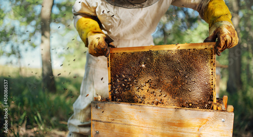 The beekeeper pulls out a frame with honey from the beehive.