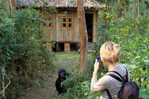 Beautiful blonde girl photographing a mountain gorilla in Bwindi impenetrable forest National park, Uganda 