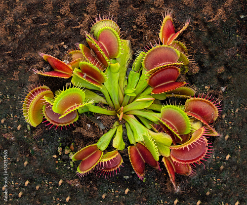 Dionaea Muscipula Venus Flytrap