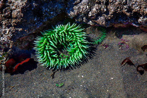 Ukwiał, Ruby Beach, Waszyngton, USA