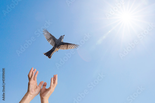 解放されて大空に飛び立つ小鳥