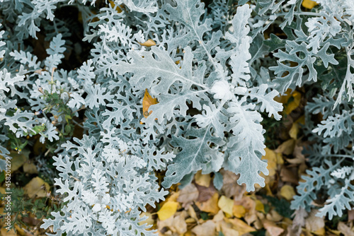 Decorative wormwood and leaves on a bed in sunny day a monochrome background.