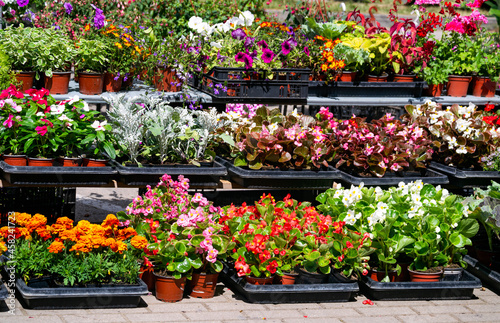 Seedlings of various garden flowers, marigolds, petunias, petunias, geraniums in boxes.