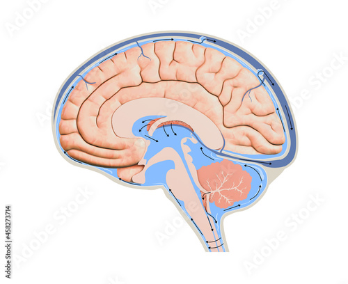 Diagram Illustrating Cerebrospinal Fluid CSF in the Brain Central Nervous System. Brain structure,2d graphic,