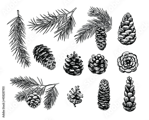 Spruce cones. Seamless pattern design. Vector sketch illustrations.