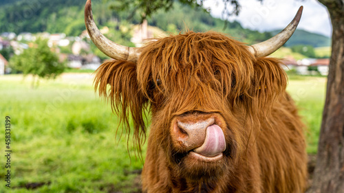 highland cow in kinzig valley in black forest, germany