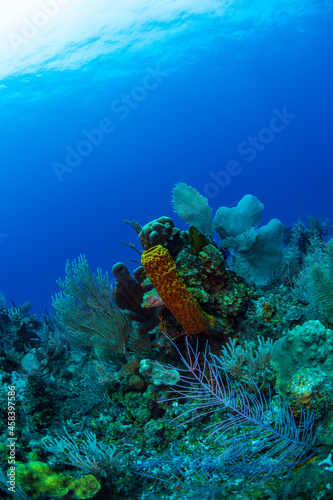 A tube sponge with soft corals 