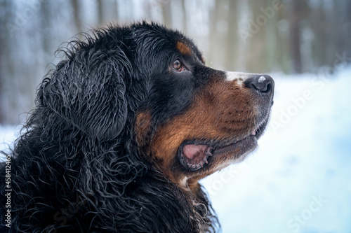 Zimowy portret berneńskiego psa pasterskiego
