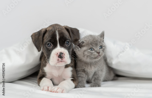 German boxer puppy and tiny kitten sit together under warm blanket on a bed at home
