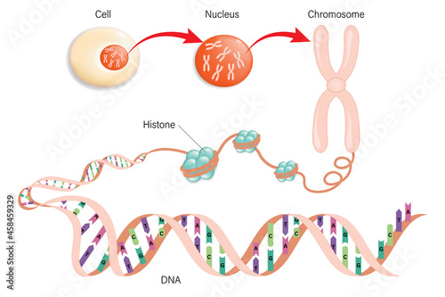 Diagram of Cell structure, Chromosome, Histone and DNA (Deoxyribonucleic Acid).